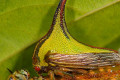 Exploring the Flawlessness of Nature – The Breathtaking Diversity of Treehoppers