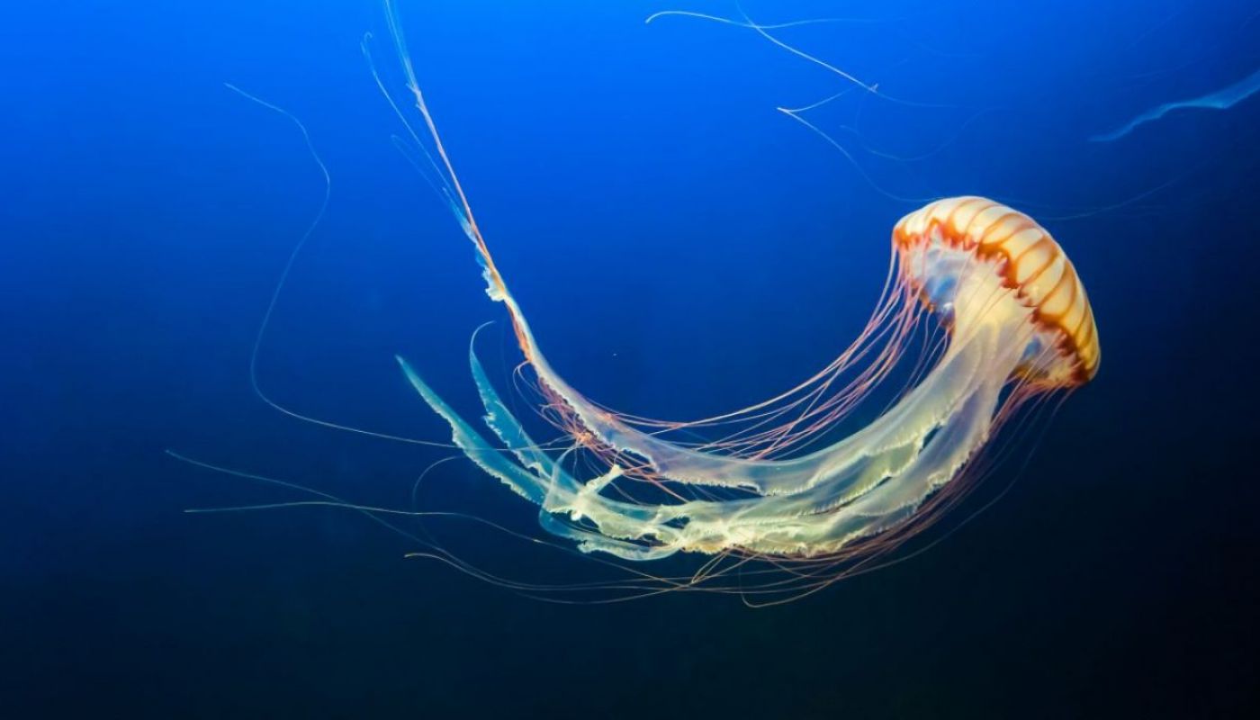 Exploring the Flawlessness of Nature – The Gelatinous World of Jellyfish